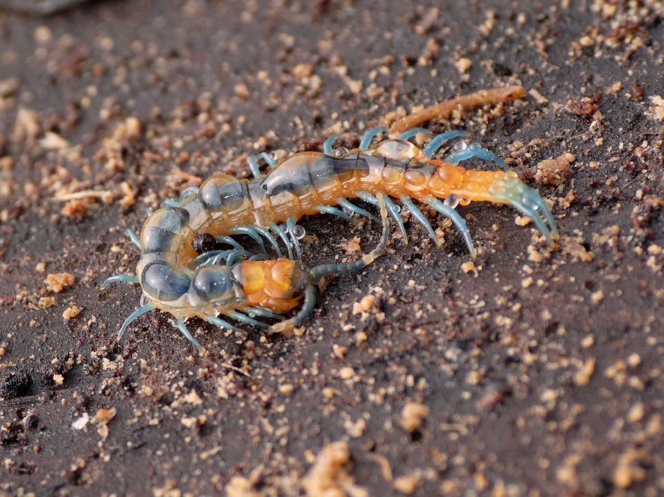 Scolopendra giovanissima...o cosa!? Lithobius sp.